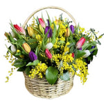 Colored Tulips and Mimosa in Basket