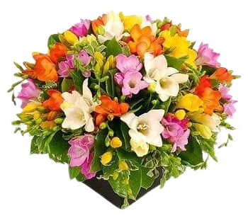 Colourful Freesias Box