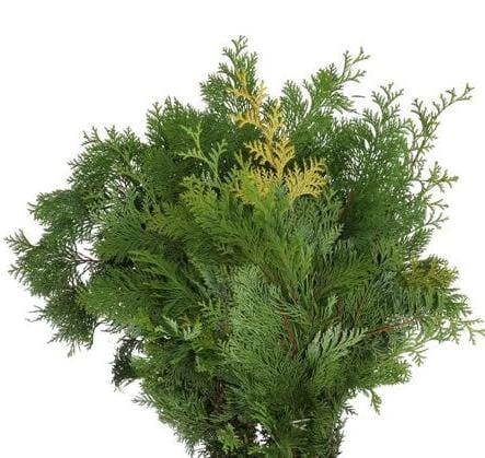 Conifer Lawsoniana Yellow: Ideal for Holiday and Event Decor!