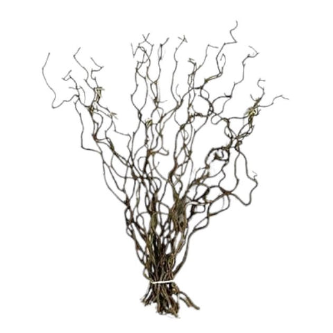 Corylus Contorta Branches: Adding a Touch of Nature's Artistry