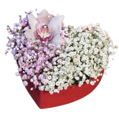 Cute Box of Two Colours Gypsophila with Cymbidium Orchids