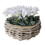 Cyclamen Basket