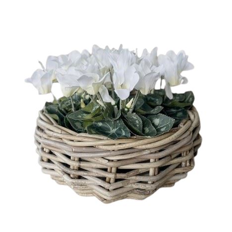 Cyclamen Basket