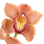 Cymbidium Orchids Box