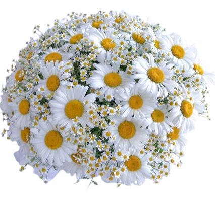 Daisies and Tanacetum Bouquet