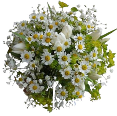 Daisies Tanacetum with White Tulips Bouquet