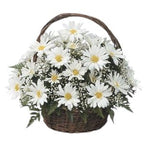 Delightful Basket of Daisy with Gypsophila