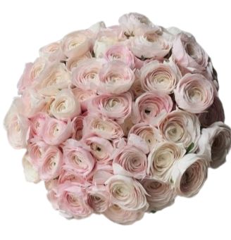 Delightful Bouquet of Light Pink Ranunculus