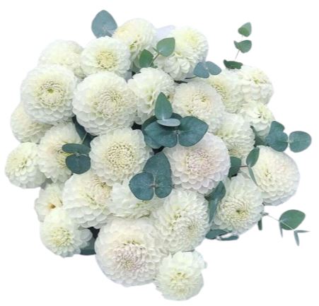 Dhalia Bouquet with Eucalyptus