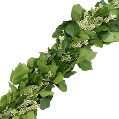 English Ivy and Pittosporum Ilan Classic Green Garland