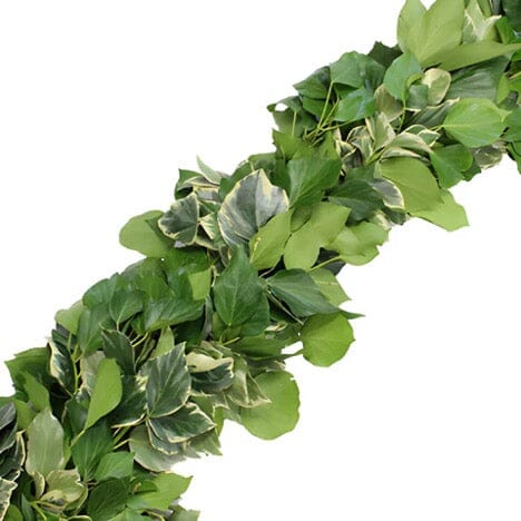 English Ivy White and Green Natural Garland