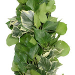 English Ivy White and Green Natural Garland