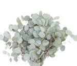 Eucaliptus Populus "Silver Dollar" – Elegant Foliage for Fresh and Dried Arrangements