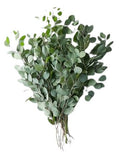 Eucaliptus Populus "Silver Dollar" – Elegant Foliage for Fresh and Dried Arrangements