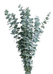 Eucalyptus Baby Blue - The Perfect Touch of Freshness and Elegance