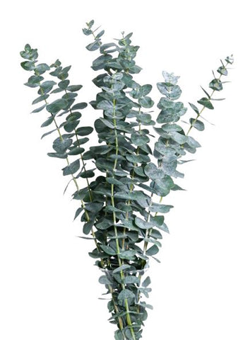 Eucalyptus Baby Blue - The Perfect Touch of Freshness and Elegance