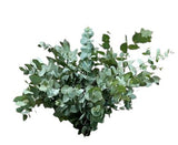 Eucalyptus Cinerea – A Stylish, Versatile Addition to Any Decor