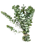 Eucalyptus Cinerea – A Stylish, Versatile Addition to Any Decor