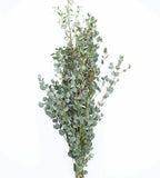 Eucalyptus Gunny Azura: Fresh, Fragrant, and Full of Charm