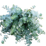 Eucalyptus Gunny Azura: Fresh, Fragrant, and Full of Charm