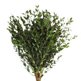 Eucalyptus Parvifolia - Beautiful, Lush Greenery for Home and Event Decor