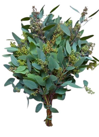 Eucalyptus Populus Berries – A Perfect Blend of Greenery and Berries