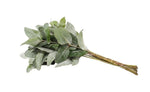 Eucalyptus Robusta -