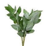 Eucalyptus Robusta -