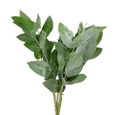 Eucalyptus Robusta -