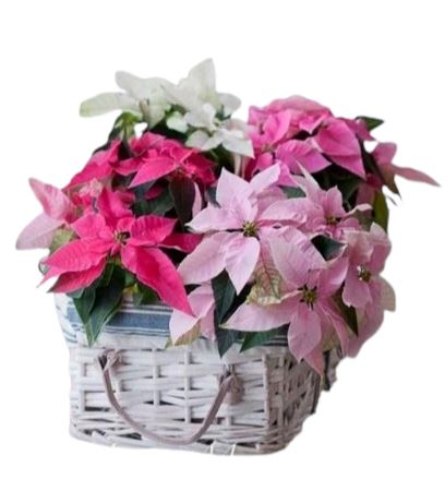 Festive Basket of Poinsenttia Plants