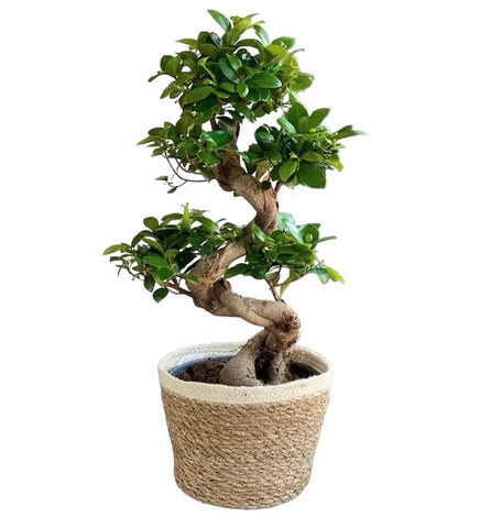 Ficus Ginseng in a Basket