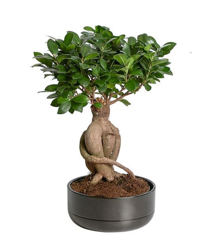 Ficus Microcarpa 35cm