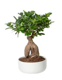 Ficus Microcarpa 35cm