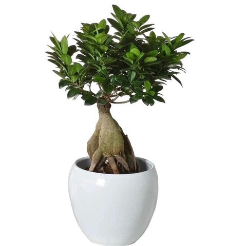 Ficus Microcarpa 45cm