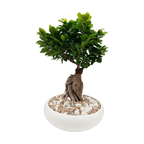 Ficus Microcarpa in Decorative Bowl with Stones