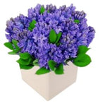 Fragrant Hyacinths in a Box