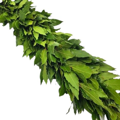 Fresh Bay Laurel Leaves Natural Garland