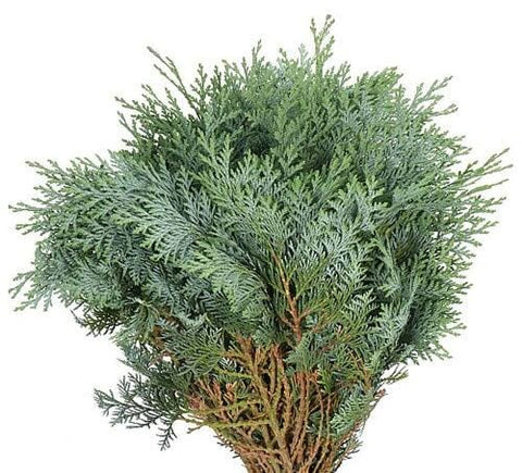 Fresh Conifer Blue (Chamaecypraris Blue): Stunning Greenery for Seasonal Decorations