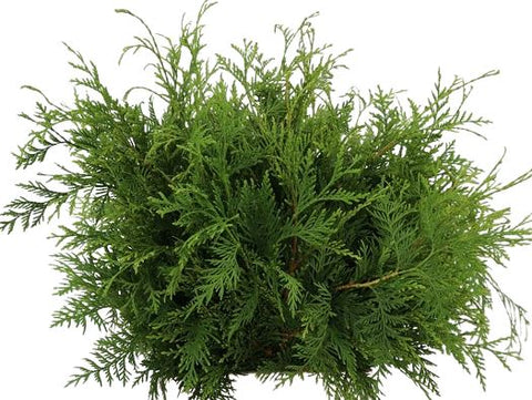 Fresh Conifer Dolabrata Lush Greenery for a Festive Touch