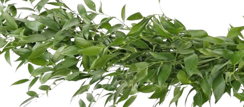 Fresh Evergeen Italian Ruscus Garland