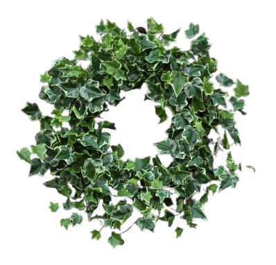 Fresh Hedera Bont Wreath