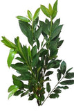 Fresh Laurel (Laurus Nobilis)