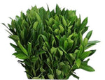 Fresh Laurel (Laurus Nobilis)