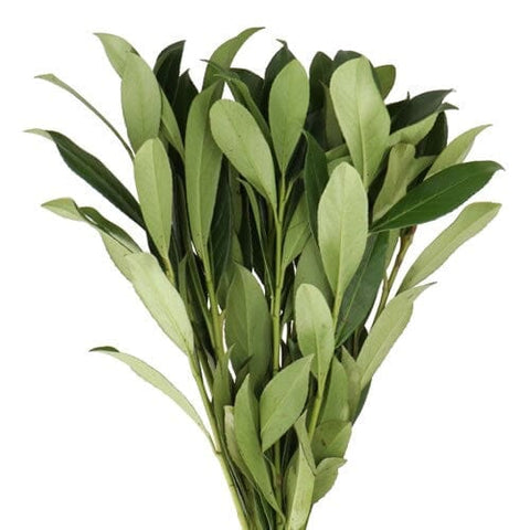 Fresh Laurel (Laurus Nobilis)