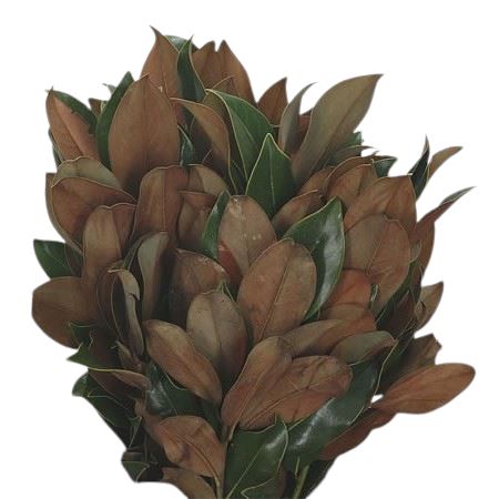 Fresh Magnolia Leaf: Perfect for Seasonal Decor and Crafting