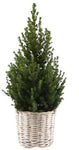 Fresh Picea Glauca Christmas Tree in Basket