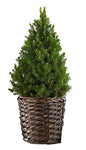 Fresh Picea Glauca Christmas Tree in Basket