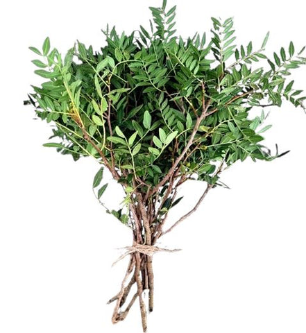 Fresh Pistacia Foliage | Perfect Greenery for Floral Arrangements