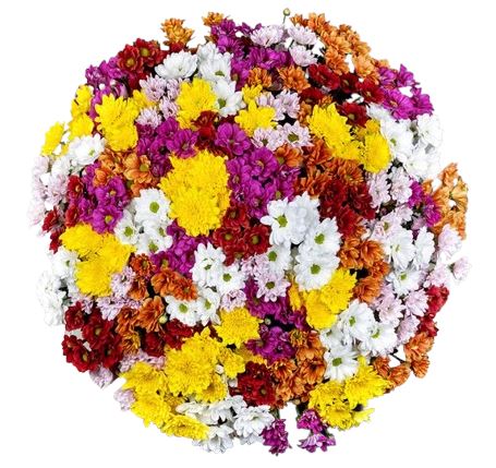 Full of Colour Chrysanthemum Bouquet