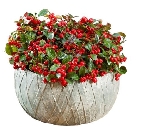 Gaultheria Big Berry in Ceramic Pot